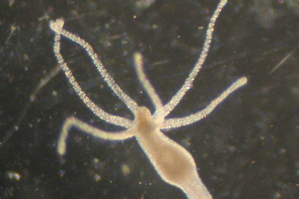 Зеркало kraken тор ссылка рабочее