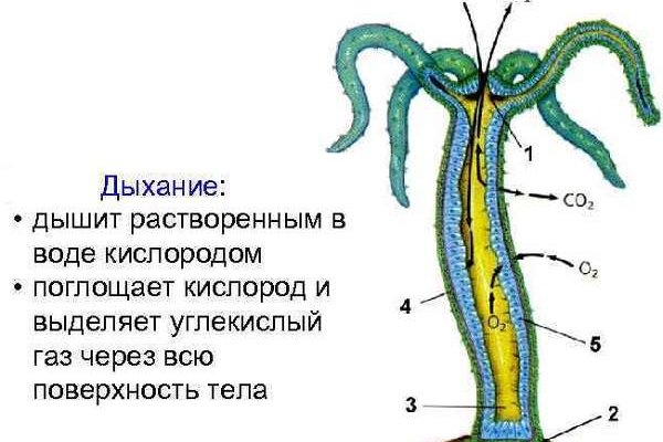 Сайт кракен войти